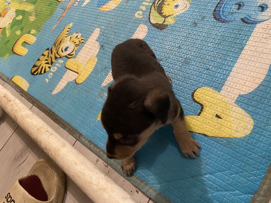 Терьер ! Срочно! Маленький очень! Той- терьер!