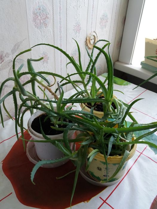 Продам цветок Алое для лечения