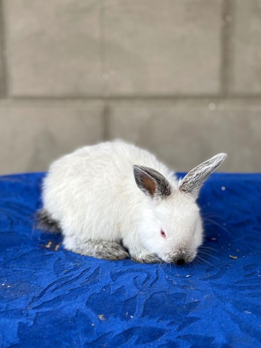 Quyon bolasi,Kaliforniy Quyonlari Savdosi Namangan! Quyon bolasi