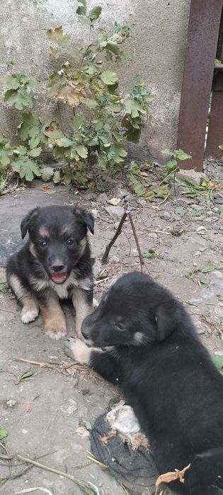Щенки срочно, ищут дом, есть мальчики и девочки!!! Щенкам  ровно месяц