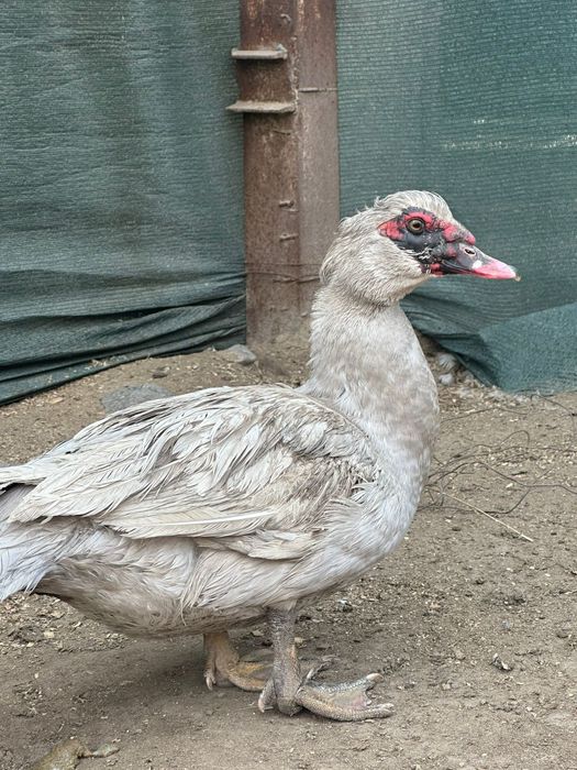 Индоутка лавандовый