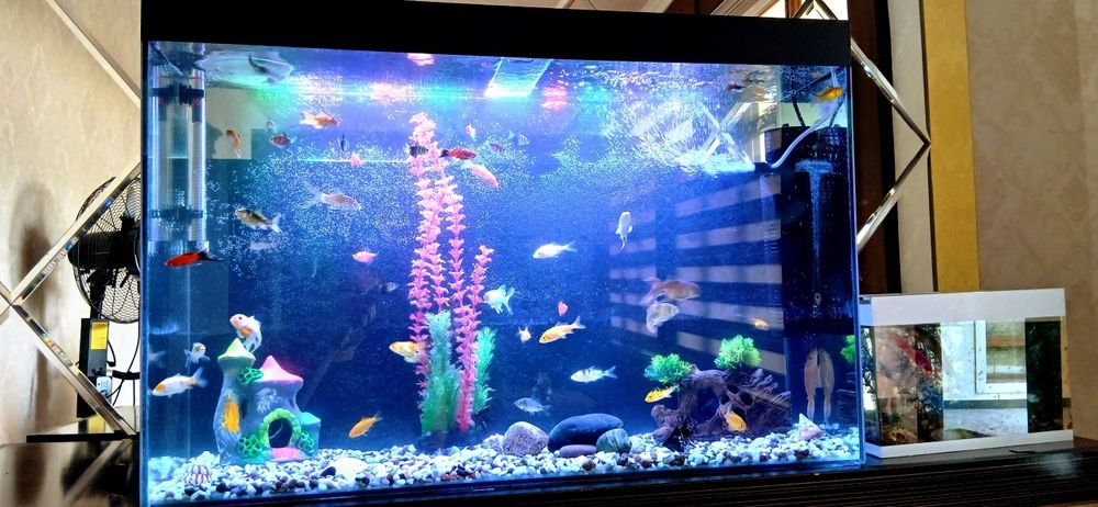 Baliqlar sotiladi akvarium bilan
