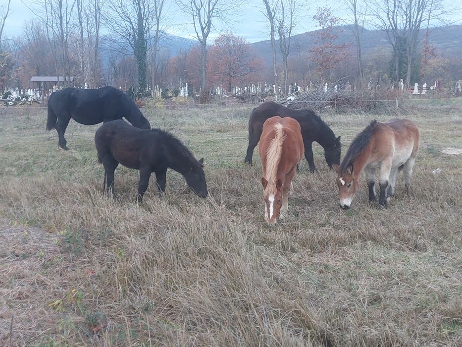 Se vand manji negri de 6 luni