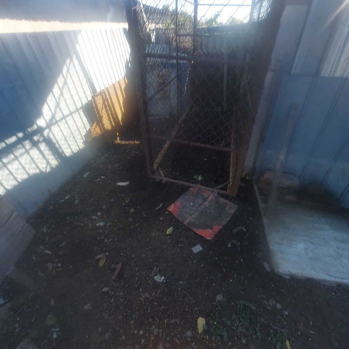 Vand porumbar(coser porumb)