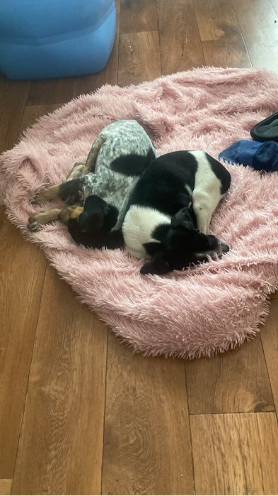 Собаки щенки такса и спаниель