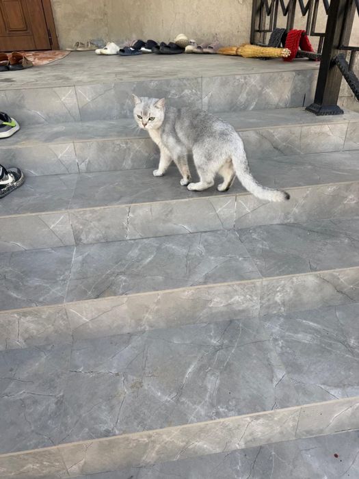 Беспалтнаяа кошка