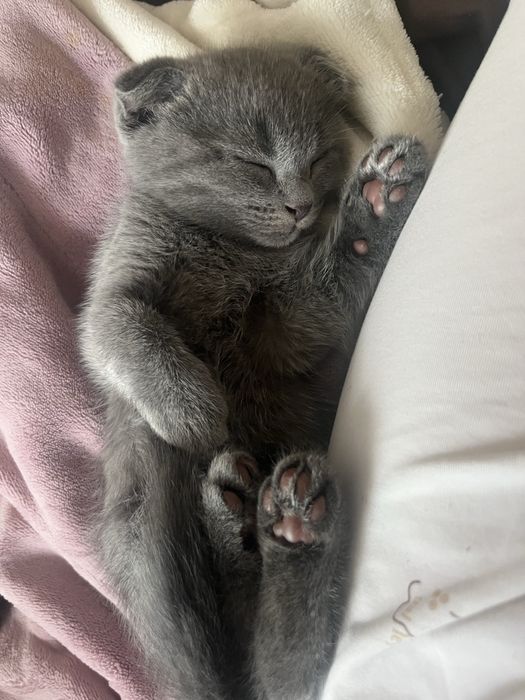 Шотландские котята ищют дом