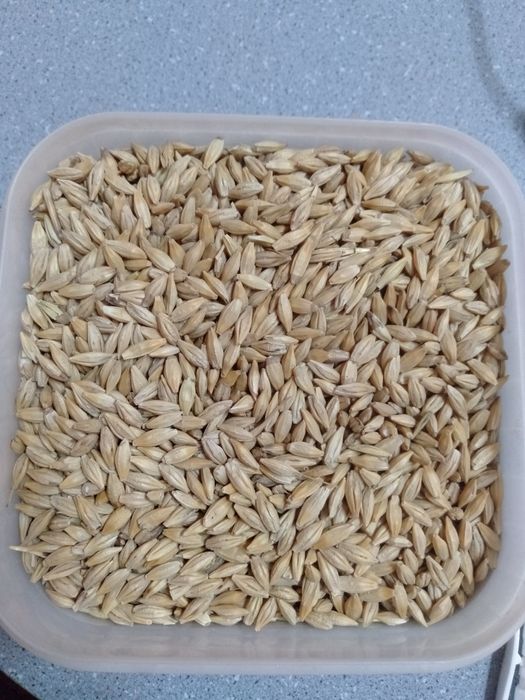 Продам ячмень, урожай 2022 года