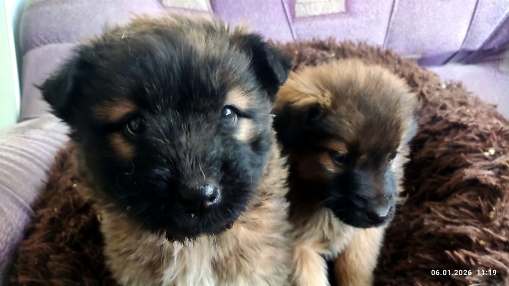 Щенки в добрые руки