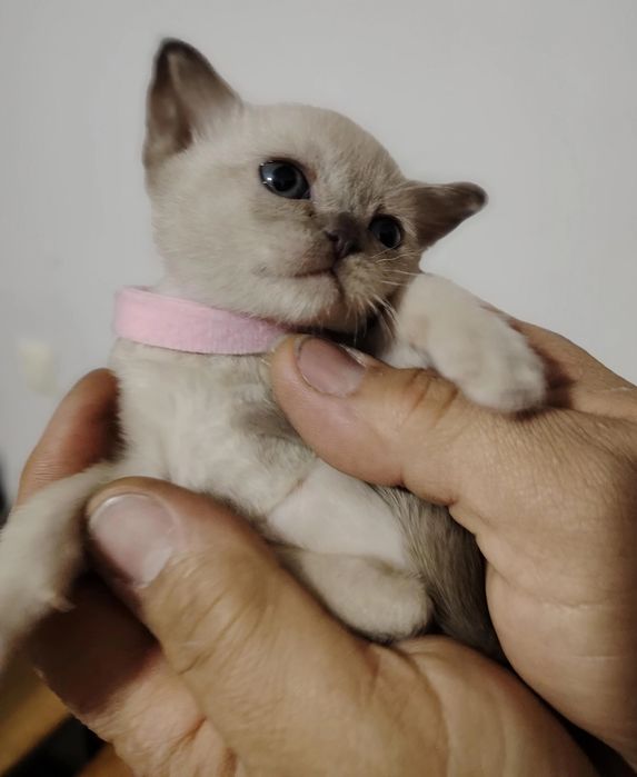 Европейская бурма