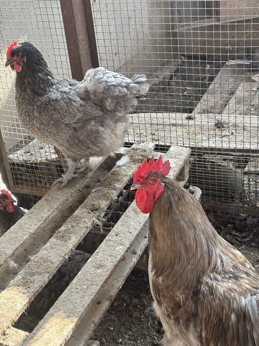 Продам яйца на инкубацию