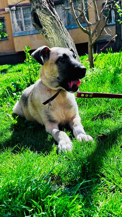 Отдам собак в хорошие руки!