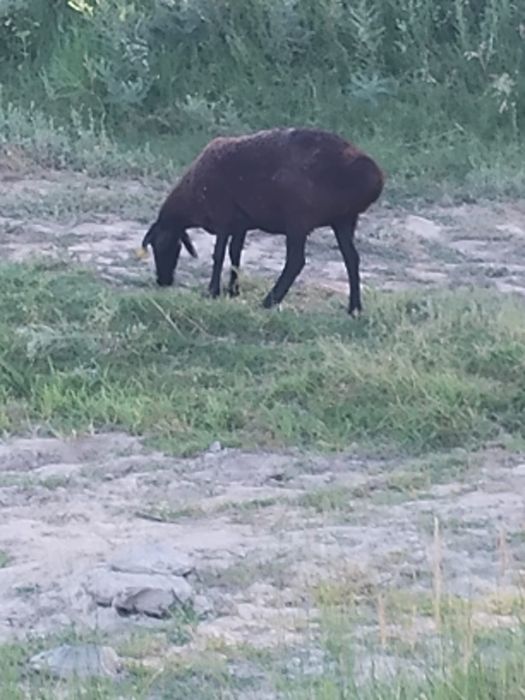 Продам курдючного барана