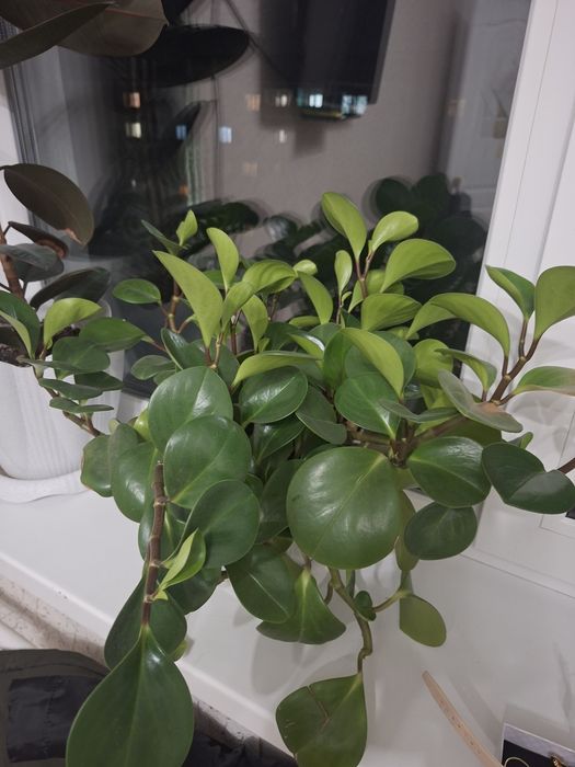 Цветы домашний  домашний