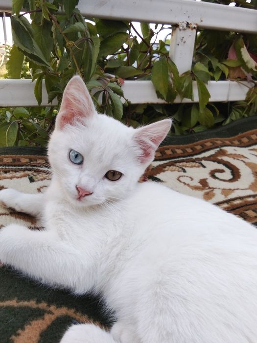 Милый и необычный котик