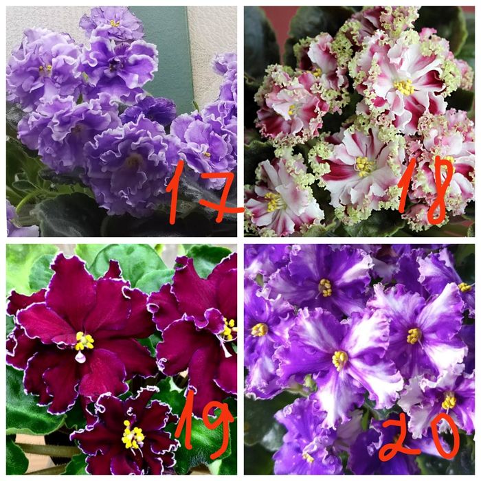 Продам детки сортовых фиалочек