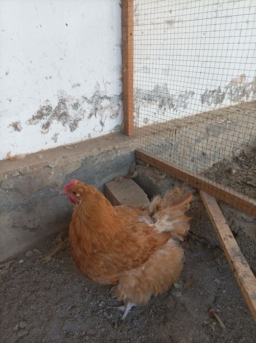 Орпингтон порода кур.Петух и курицы.Молодые,несут яйца.Мясо яичные