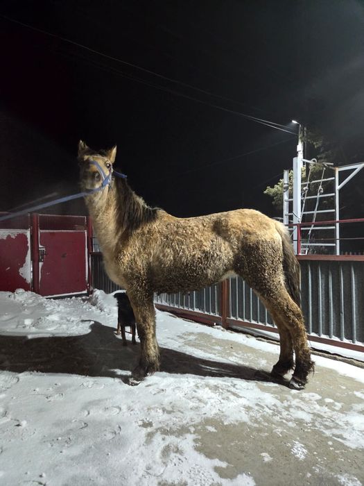 Продается тай (жеребчик)