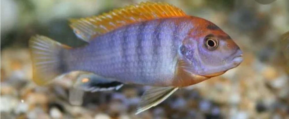 Лабидохромис Хонги Шведен