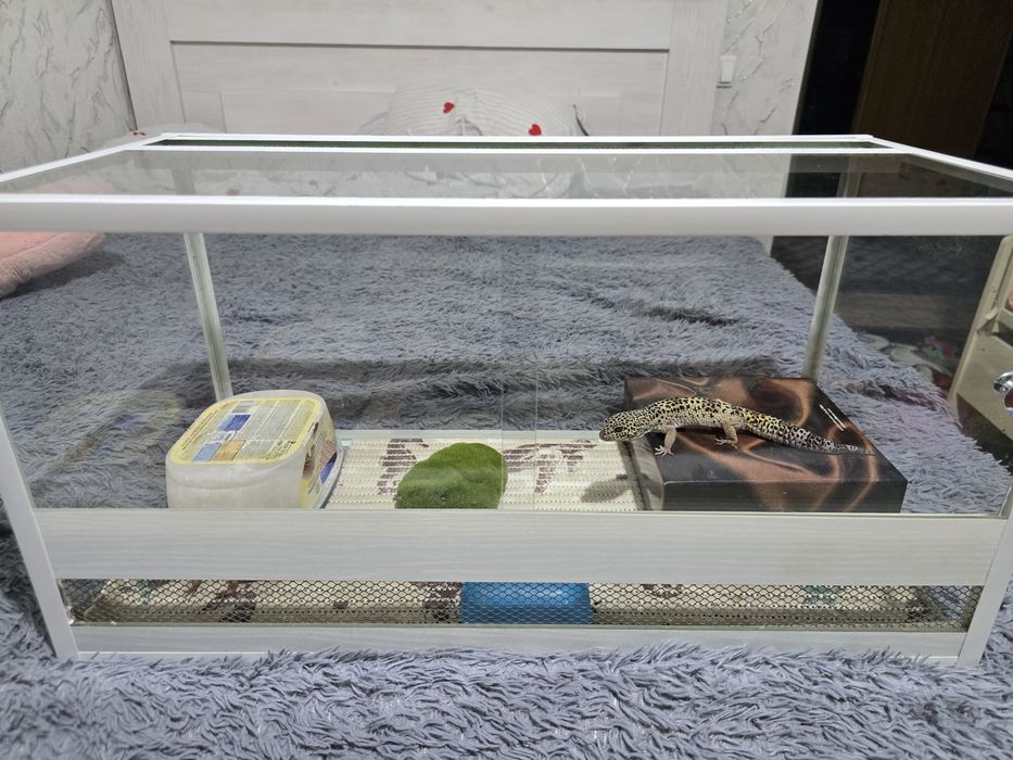 Эублефары, гекконы, ящерицы