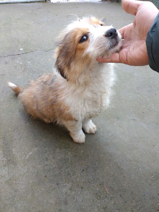 Pui de catel adorabili – oferim spre adoptie!!