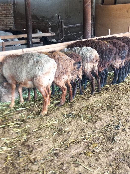 Козылы койлар сатылады