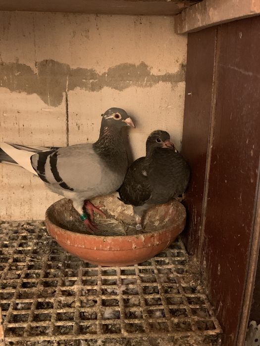 Vand porumbei voiajori si ceas spedy ii vand din lipsa de timp