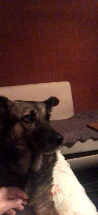 Улично куче за осиновяване