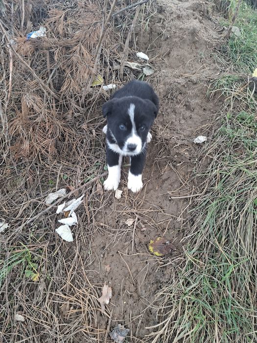 Donez catel cadou de craciun gratuit