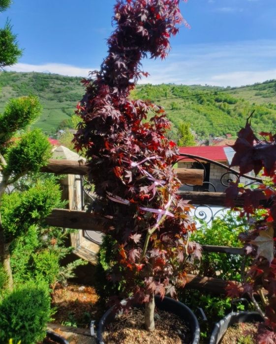 Amenajează-ți grădina cu plante exotice și decorative – Palmieri, Yucc