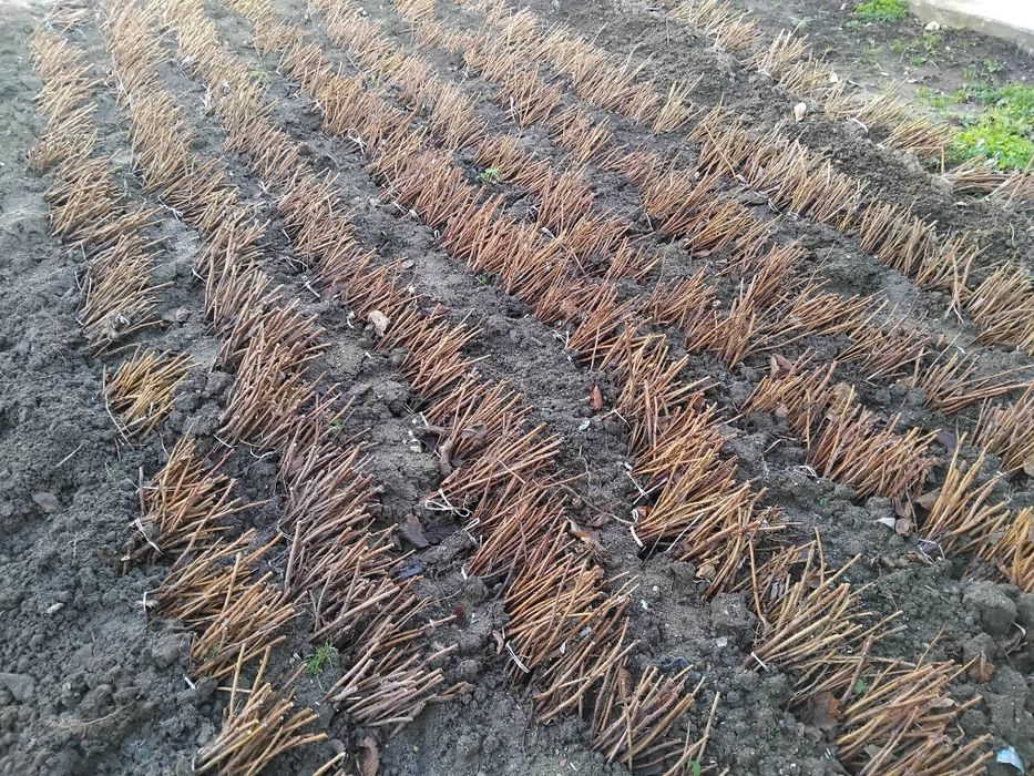 Продавам разсад малини