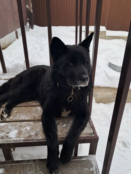 Собаку отдам в связи с переездом. . Мальчик 8 лет.