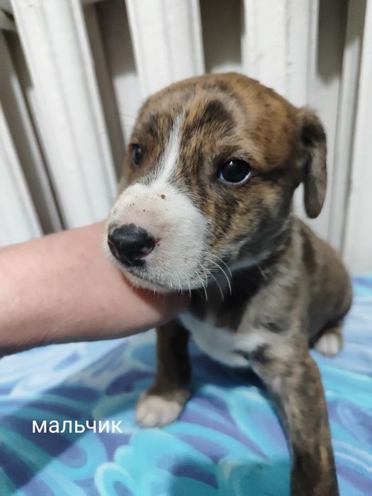 Продам щенков породы Стаффорд