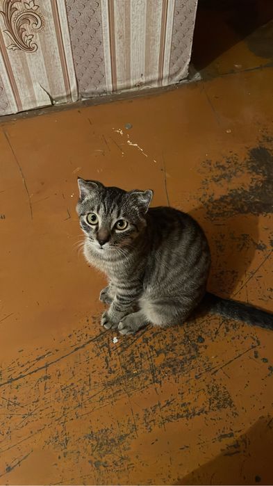 Отдам в дар кота.