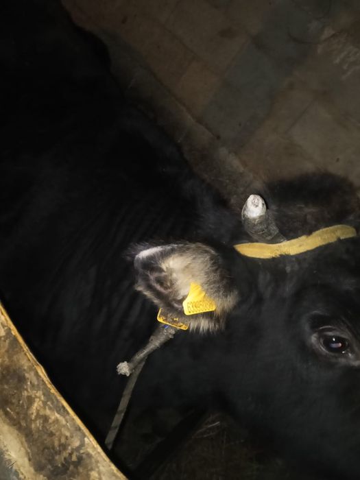 Тез арада сатылады кунажын