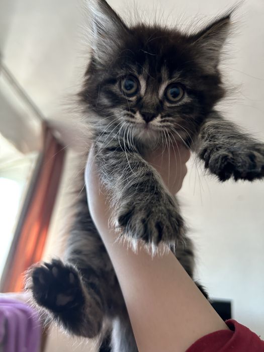 КОТЕНОК Сибирская