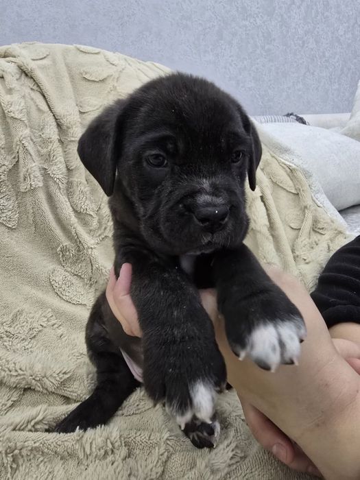 Продаются щенки Кане Корсо
