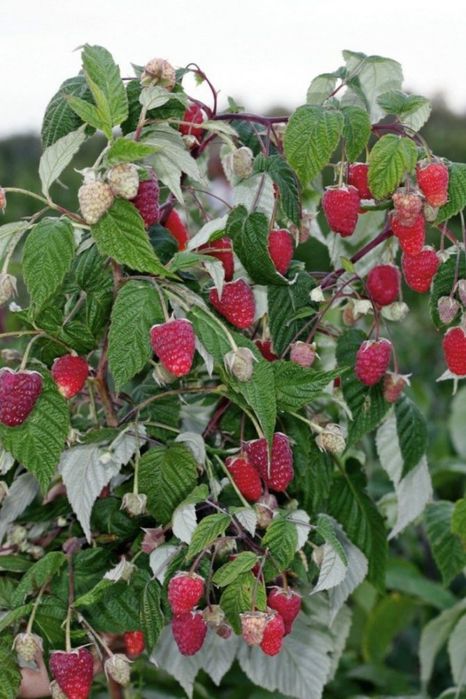 Малина кучати 2000Сум