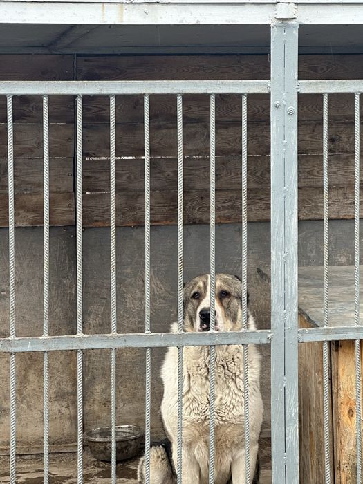 Продаю вольер в месте алабая