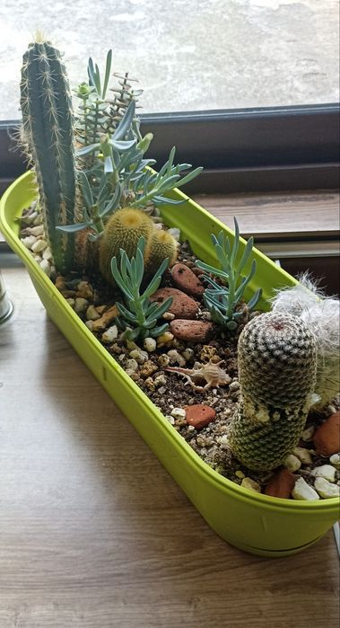 Екзотичен микс от цветя