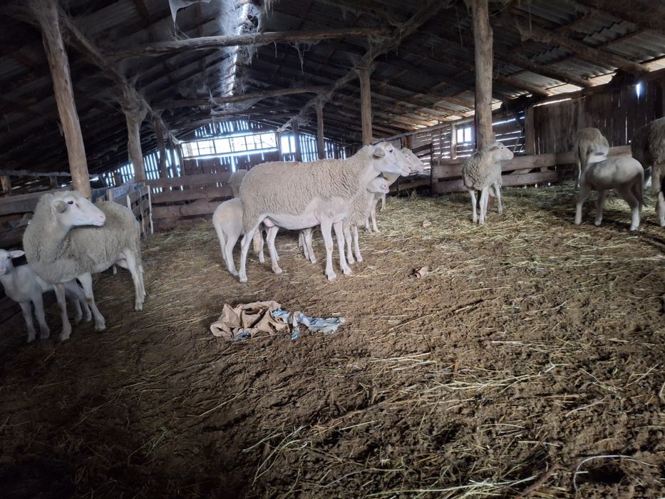 Oi lacune cu miei după ele