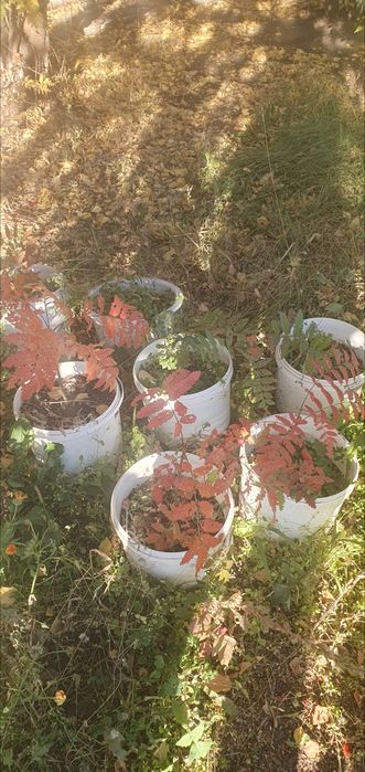 Продам саженцы рябины,калины.