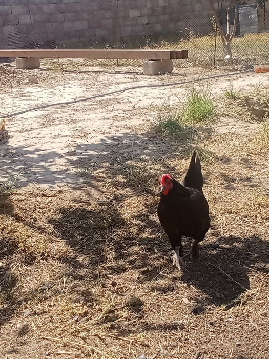 карликовые куры срочно