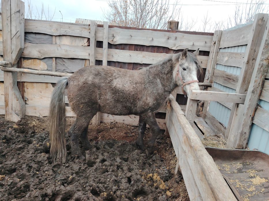 Продается Кабыла 6 лет