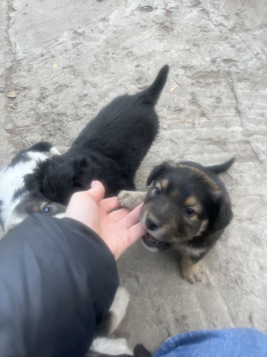 Отдам щенят в хорошие руки