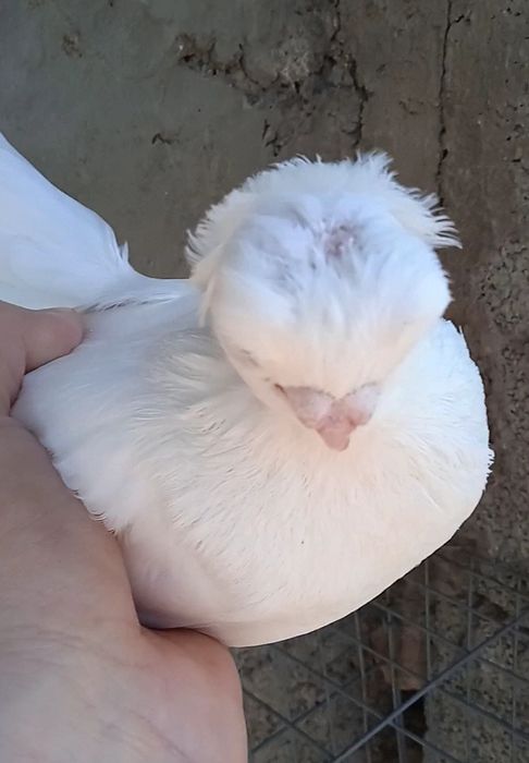 Гульбодам самец молодой