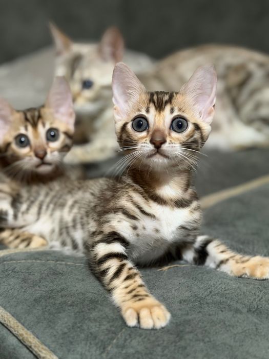 Продам бенгальских котят