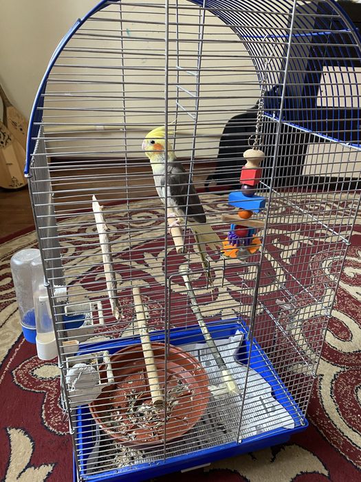 попугай,корелла клетка в подарок