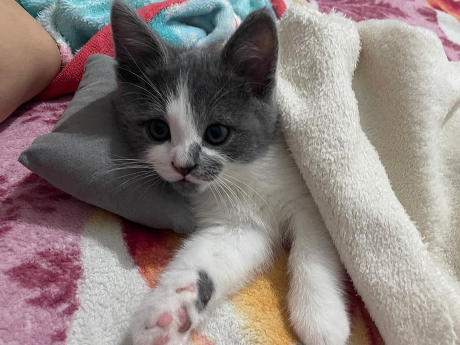 В добрые руки котенок 2 месяца мальчик