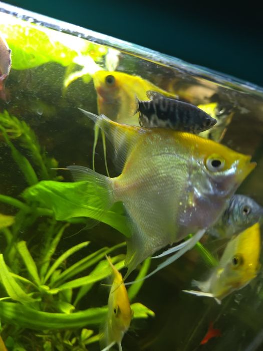 Скалярии молодые